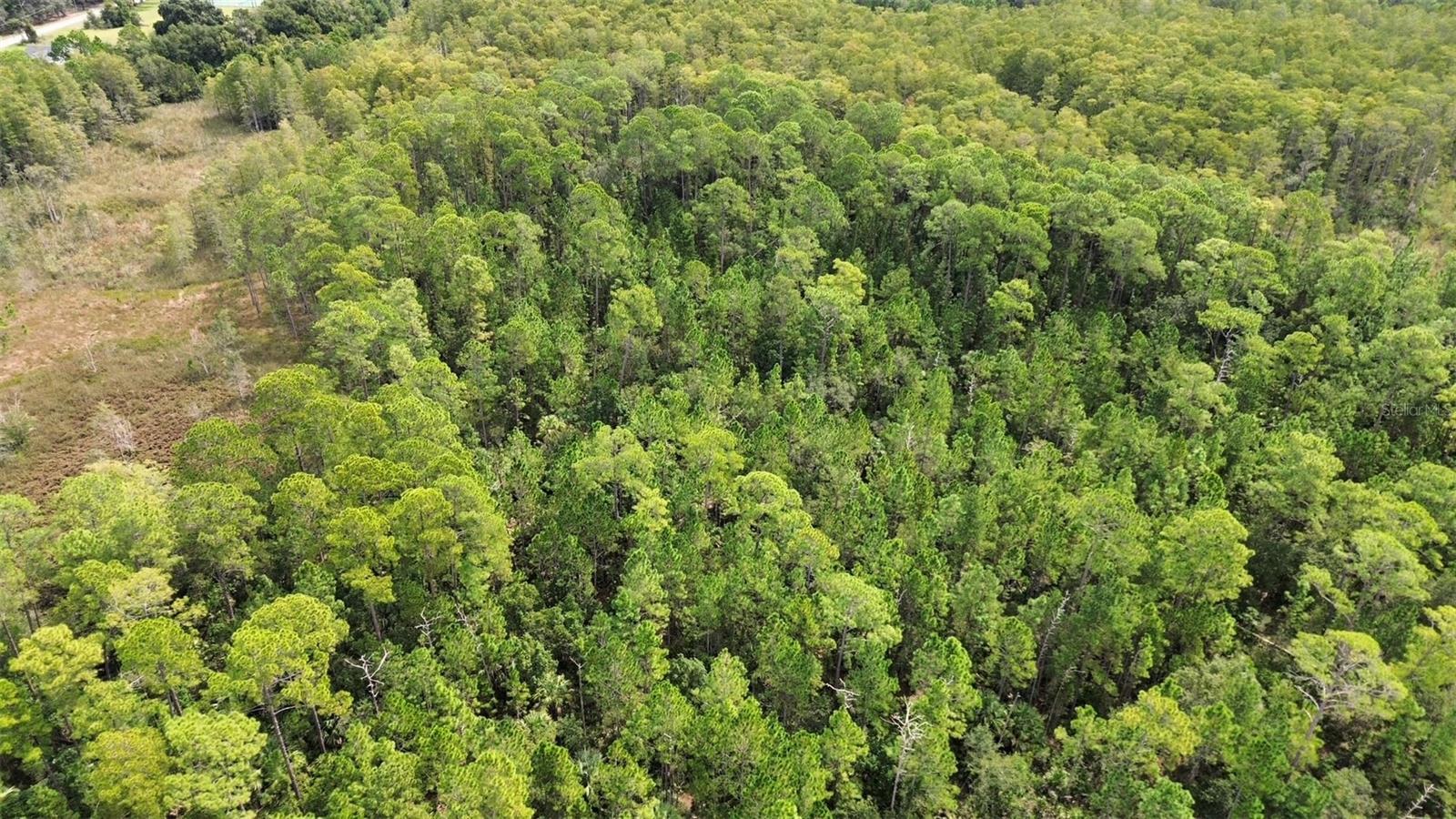 EUSTIS PINE MEADOWS COUNTRY CLUB ESTATES - Land