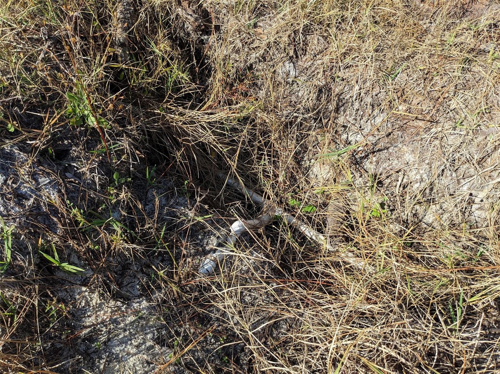 CAUGHEYS RANCHETTES - Land