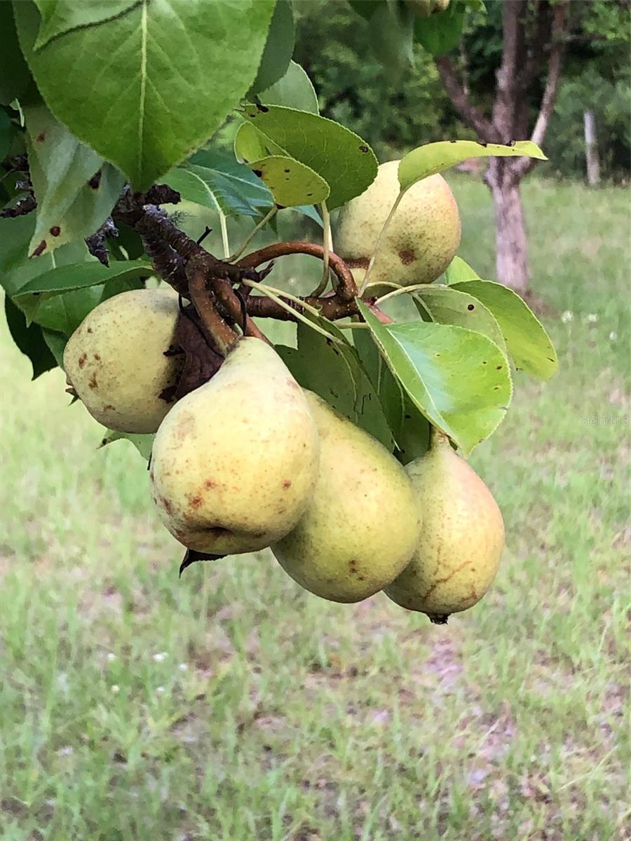 POTANO WOODS - Residential