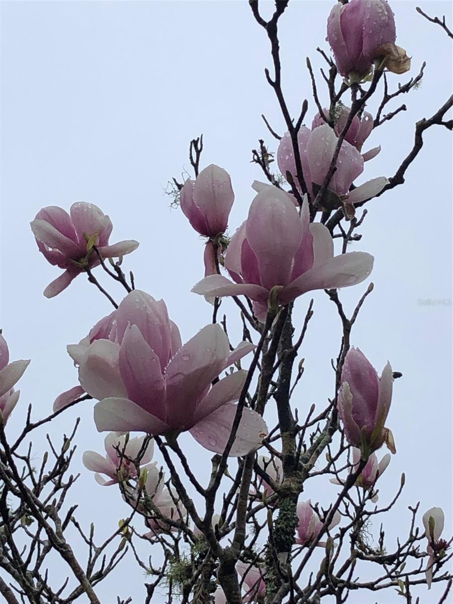 POTANO WOODS - Residential