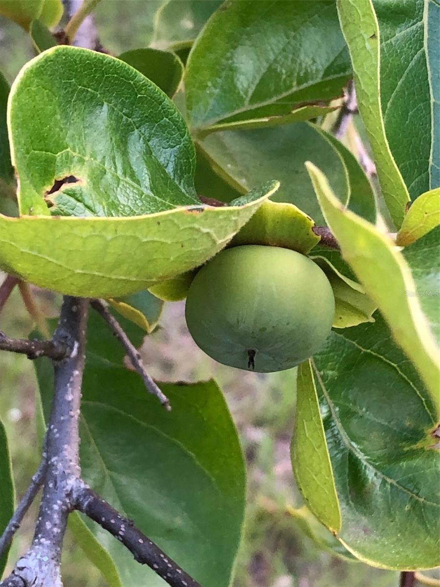 POTANO WOODS - Residential