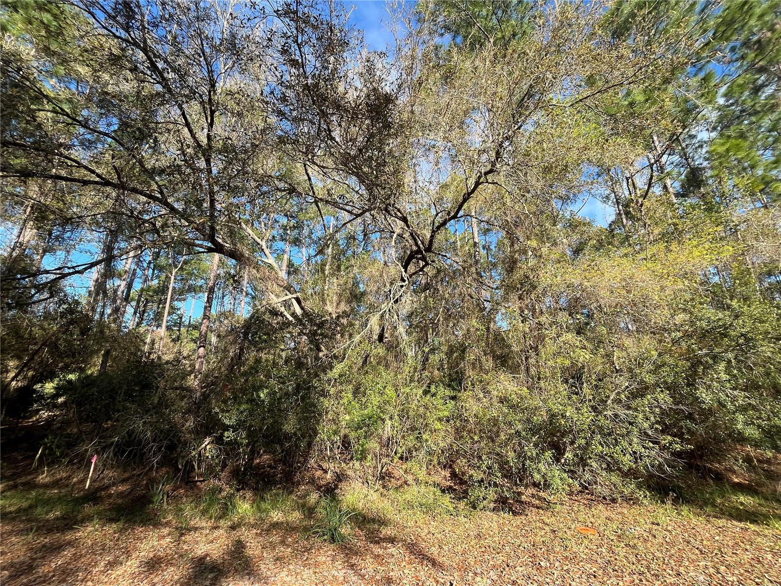 Discover the best of country living with this beautiful 0.23-acre wooded lot in Georgetown! This property is the perfect setting for your dream home, whether you choose to build or bring in a mobile home. Enjoy easy access to the St. Johns River Rod & Reel Club, a boat ramp, and a fishing pier on Lake George. Spend your days boating and fishing on the river and lake, or take a refreshing swim in the stunning Salt Springs Silver Glen Spring. Owner financing is available for this property. Come see it today!