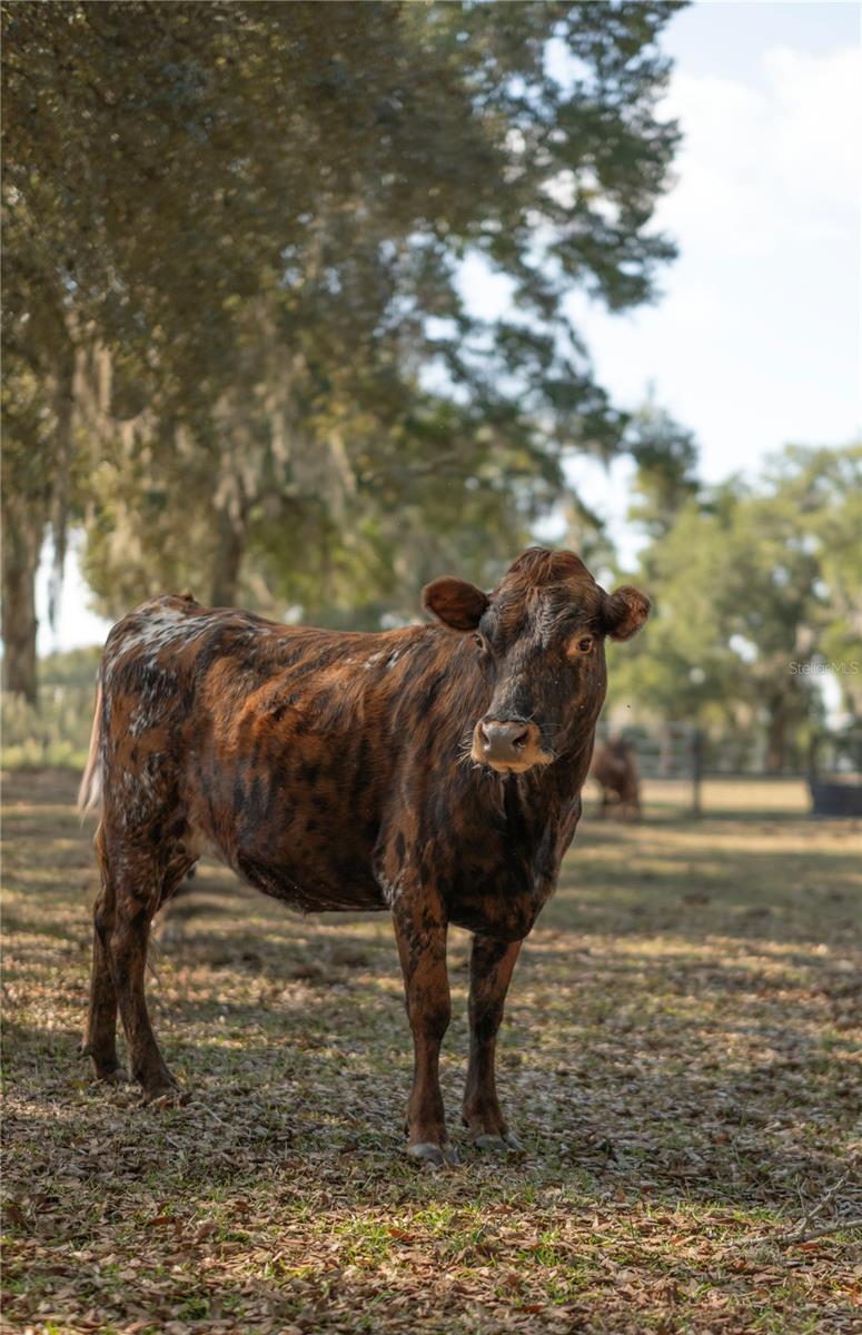 BAHIA FARMS - Residential