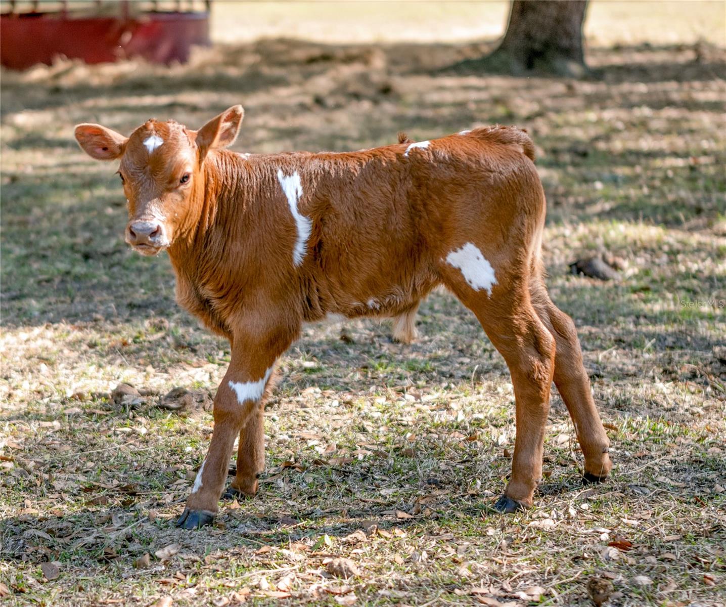 BAHIA FARMS - Residential