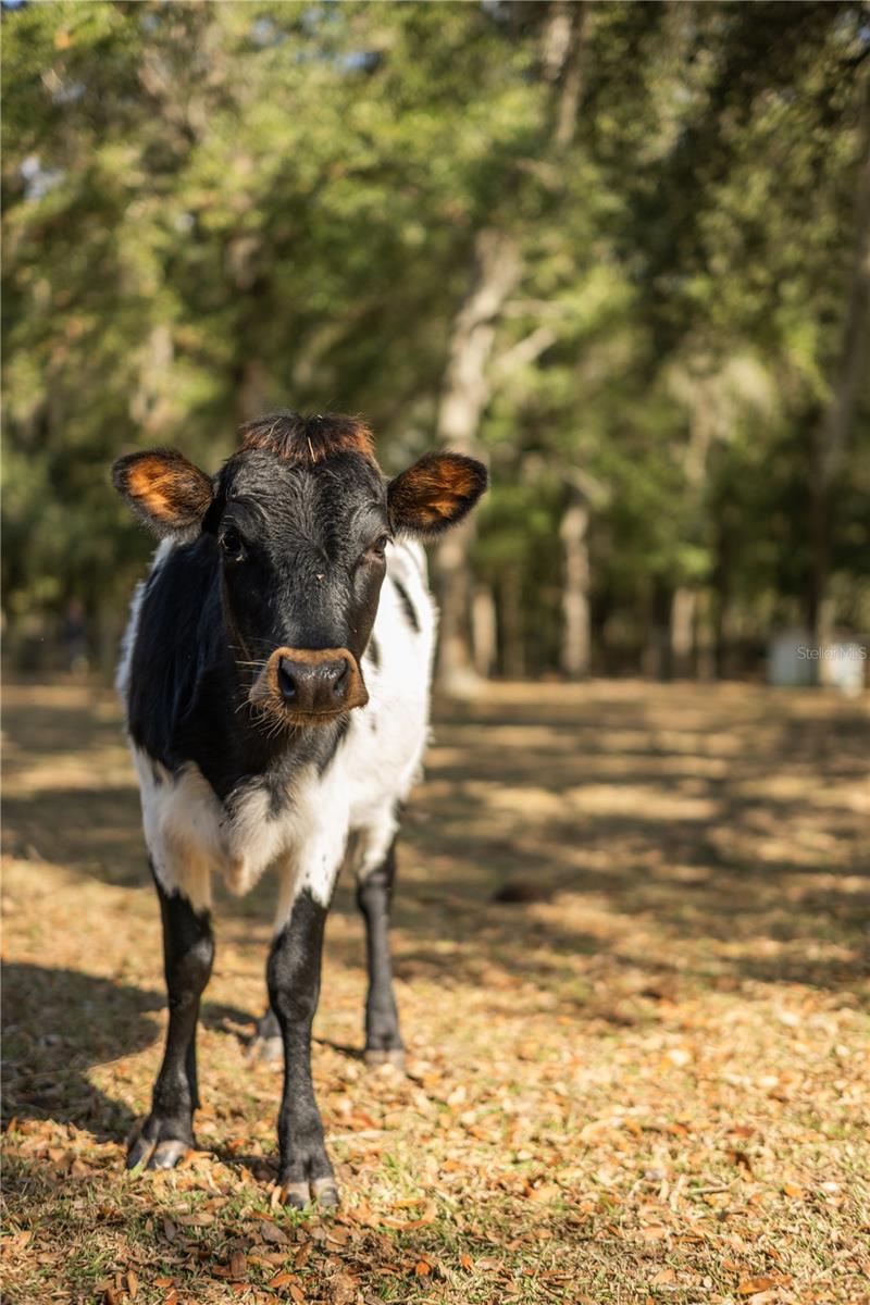 BAHIA FARMS - Residential