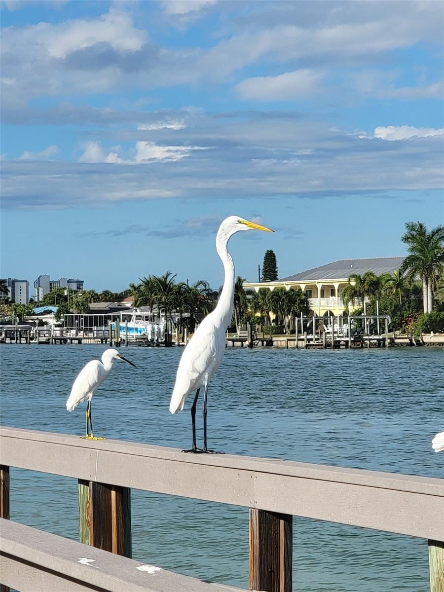 CAROL APTS CONDO - Residential