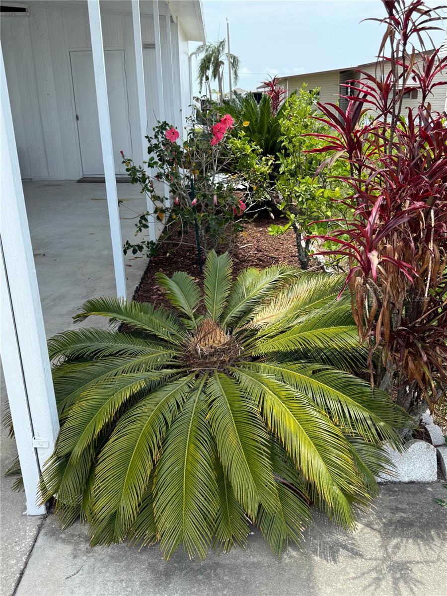 PINEY POINT HOMEOWNERS CO-OP - Residential
