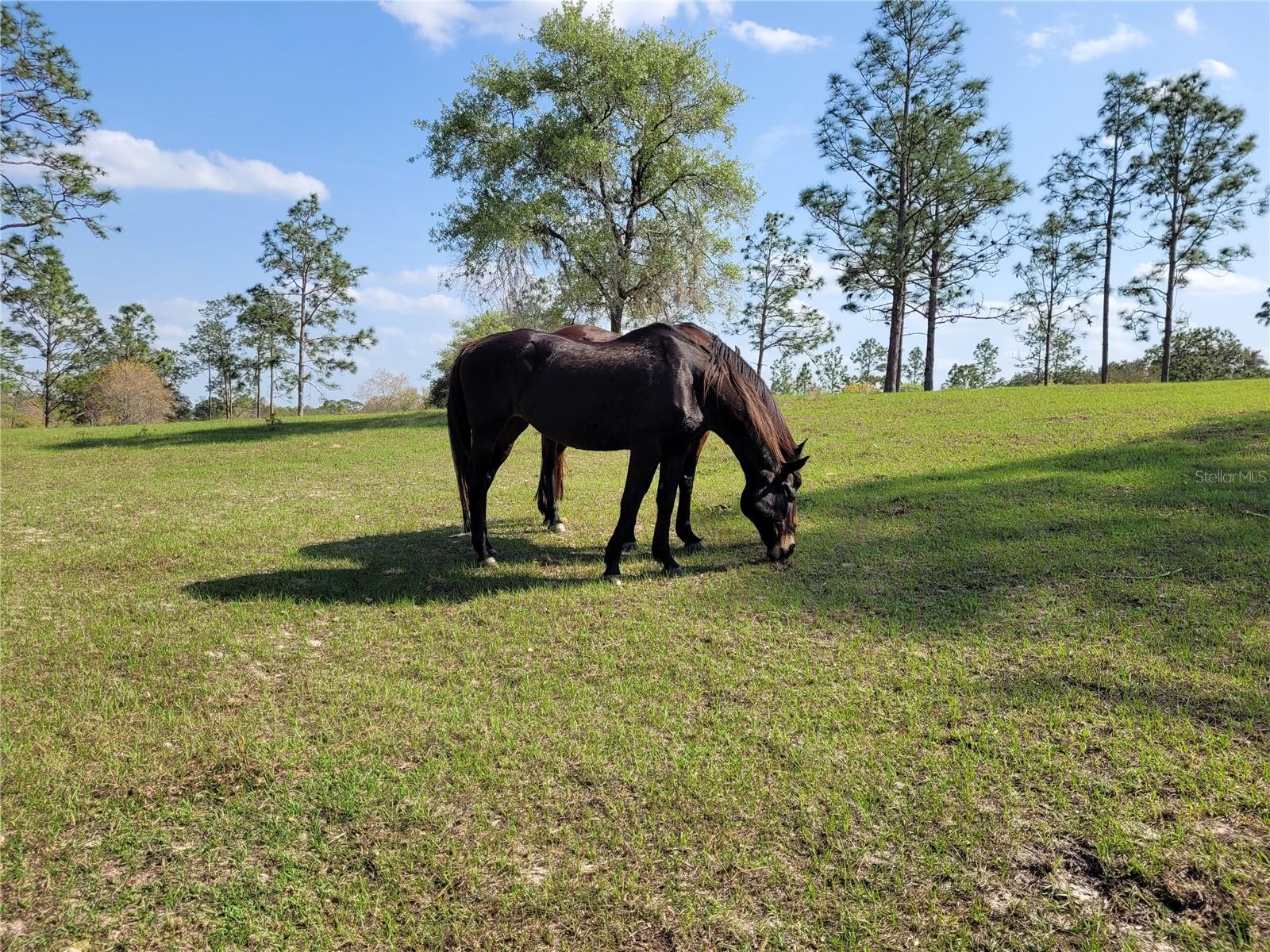 TRIPLE CROWN FARMS 01 - Residential