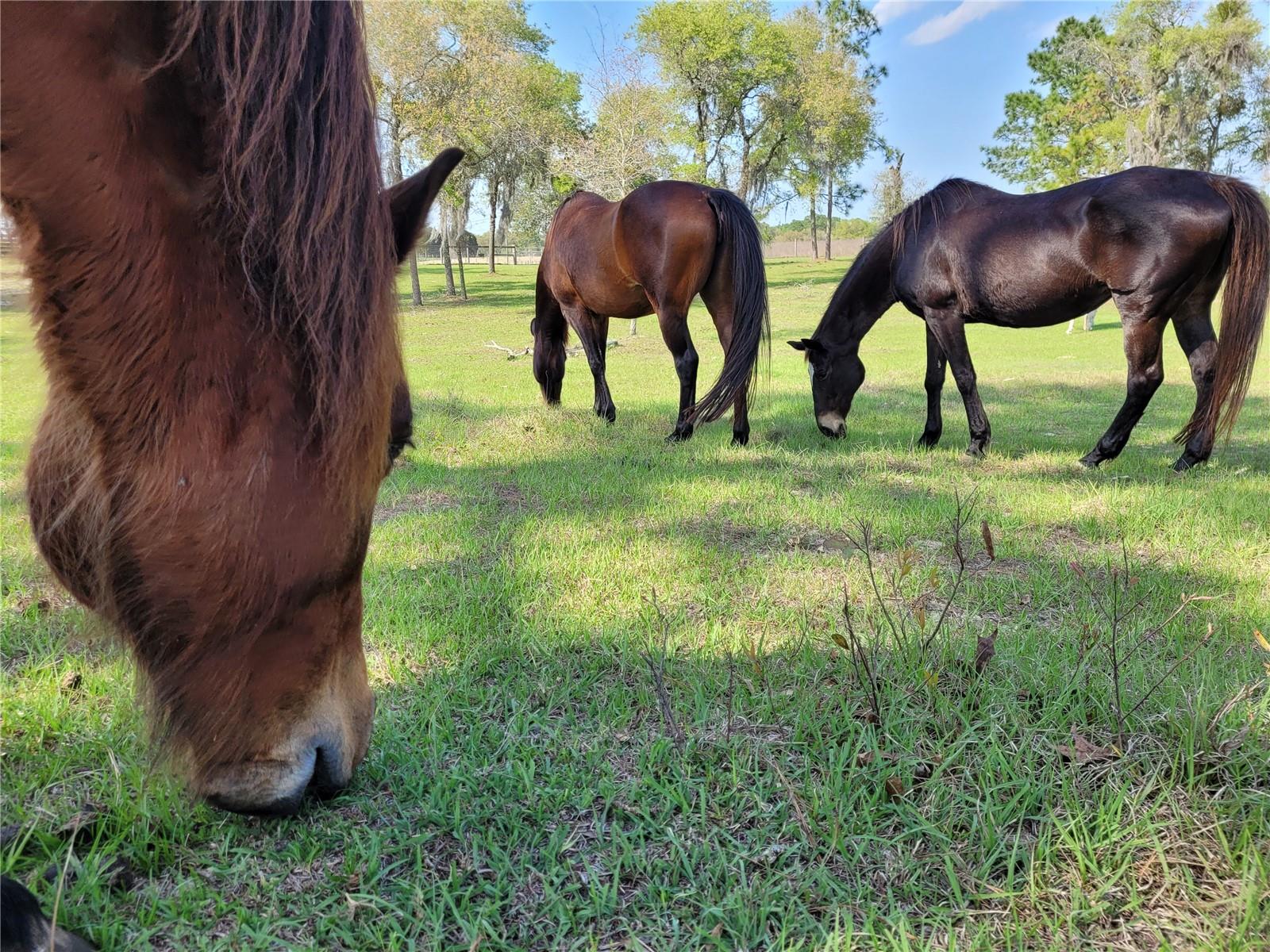 TRIPLE CROWN FARMS 01 - Residential
