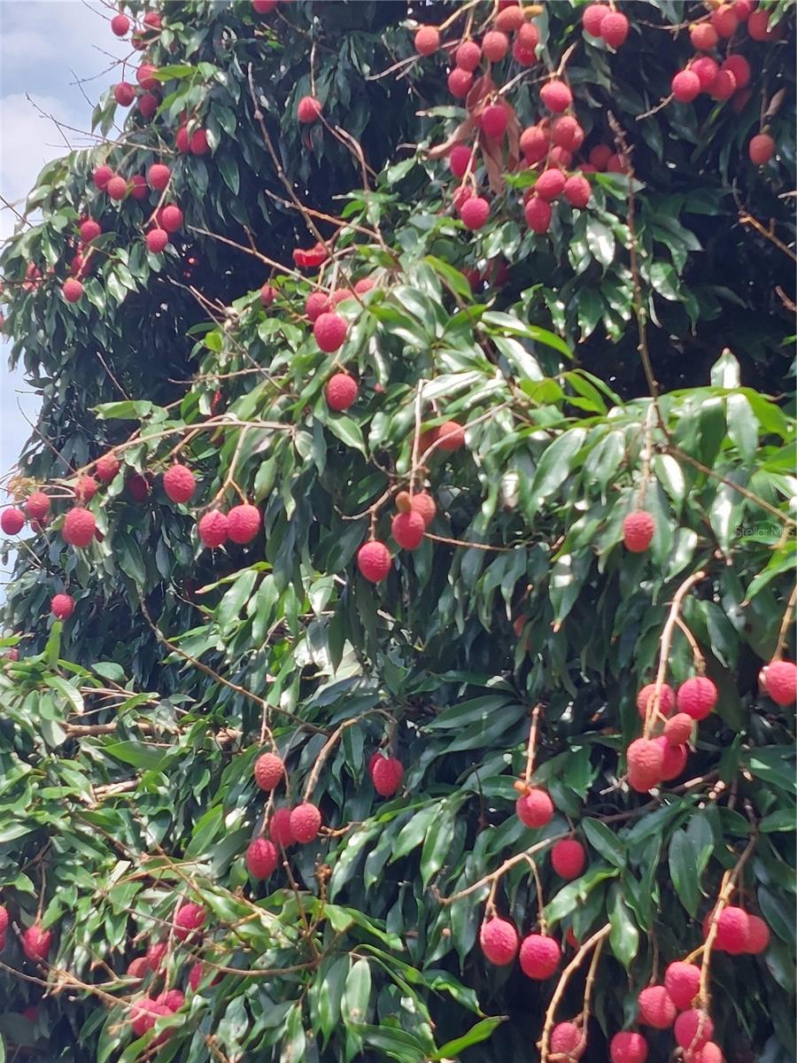 REFLECTIONS JULIANA - Residential