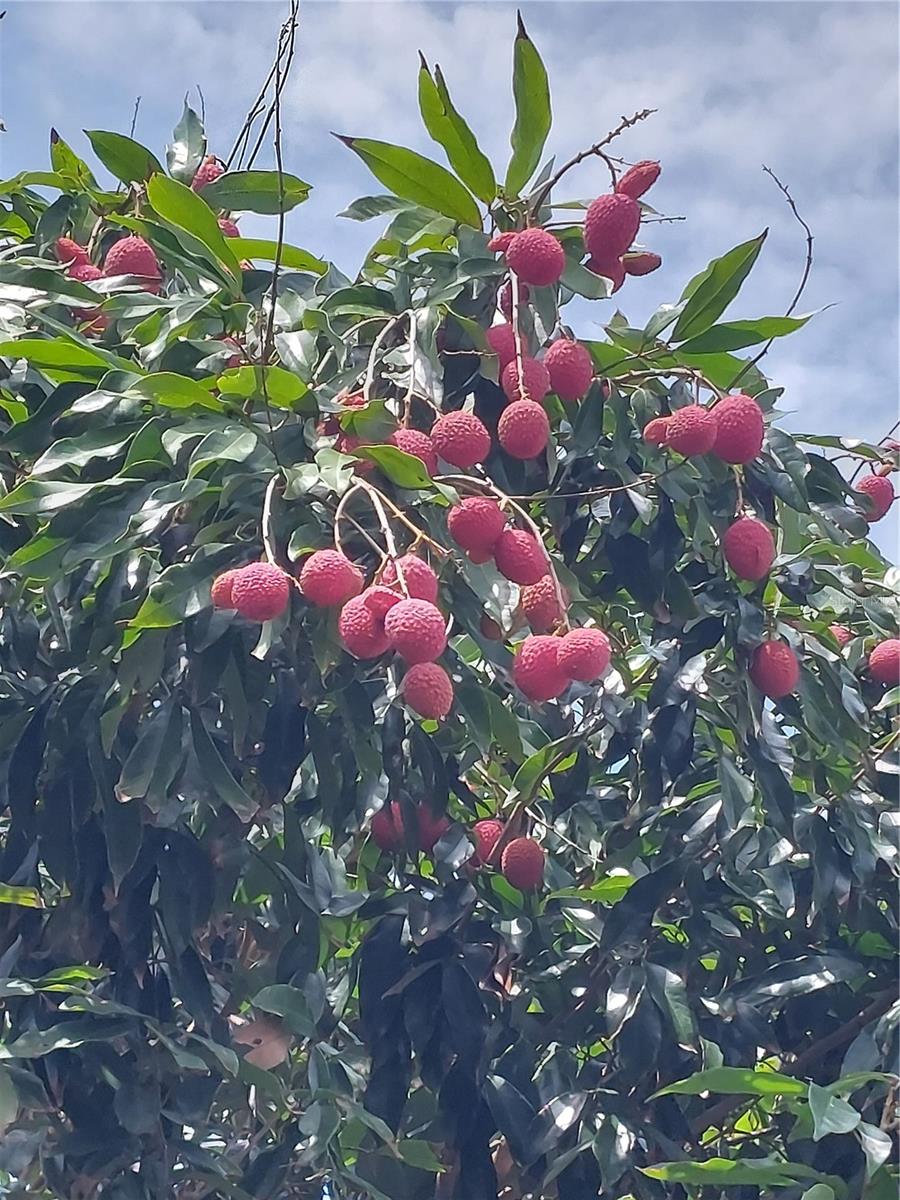 REFLECTIONS JULIANA - Residential