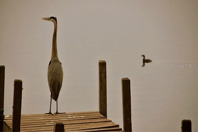 LAKE HOWELL ARMS CONDO - Residential