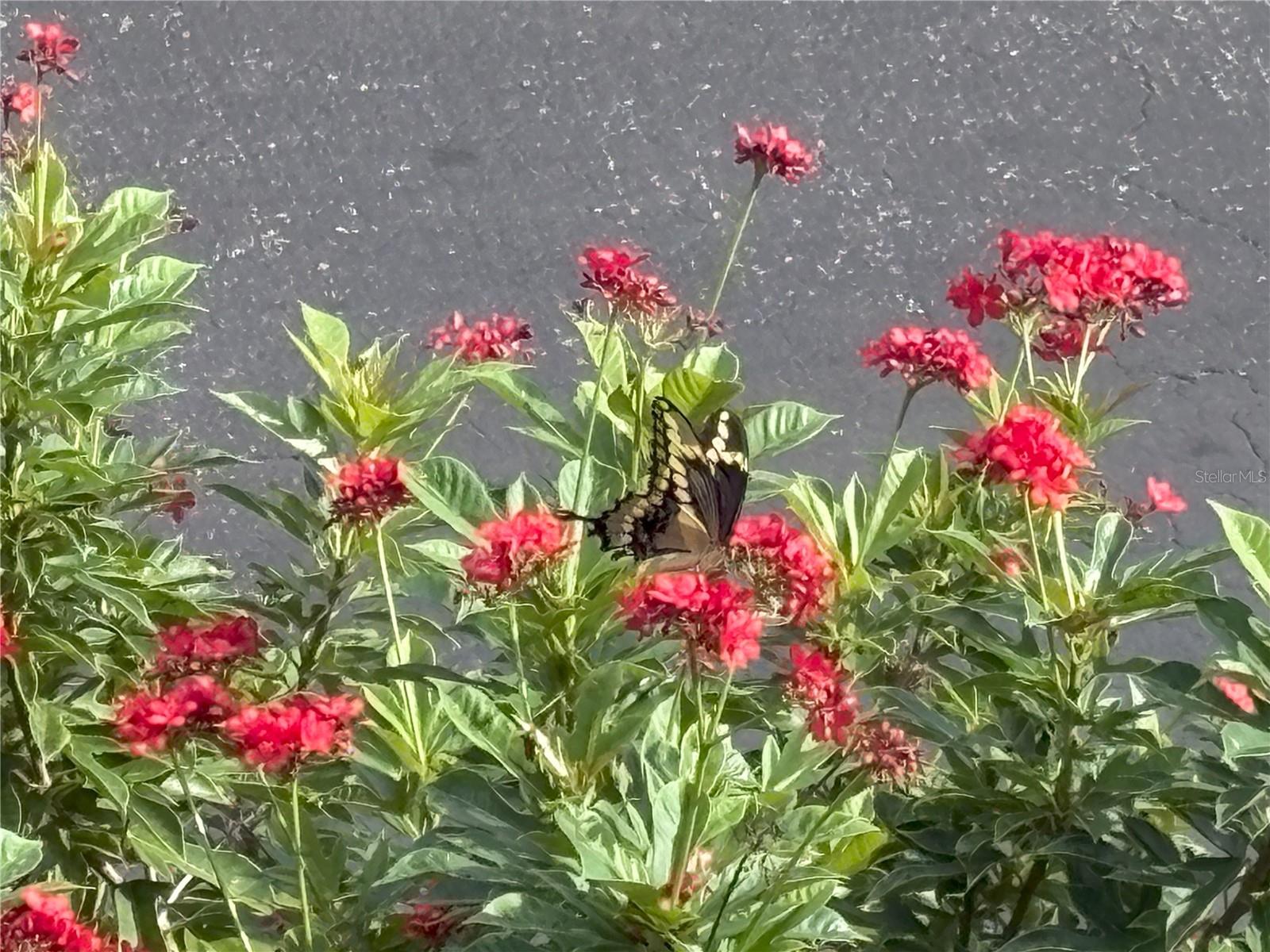 TOWN SHORES OF GULFPORT - Residential