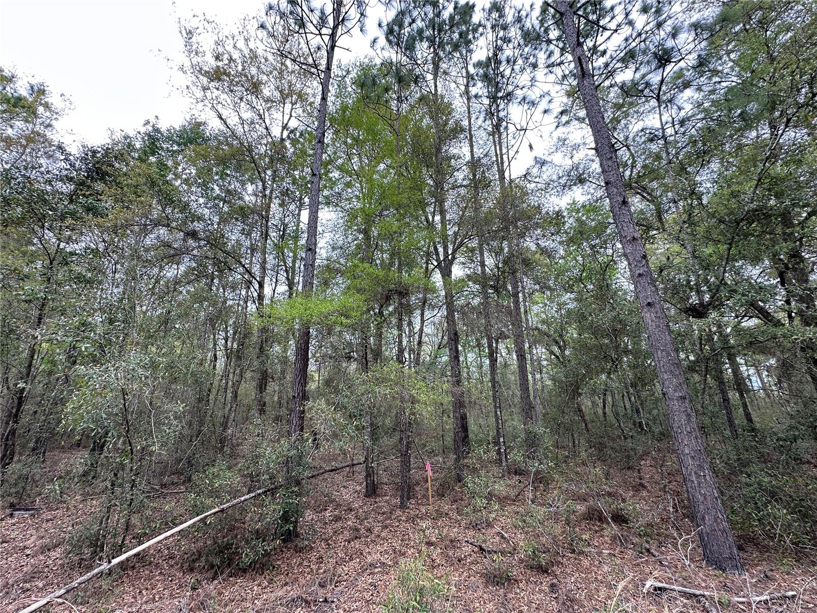 WILLISTON HIGHLANDS GOLF & C CLUB ESTATES - Land