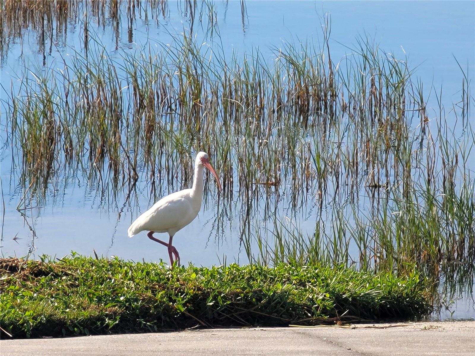 LAKE JULIANA ESTATES - Residential Lease