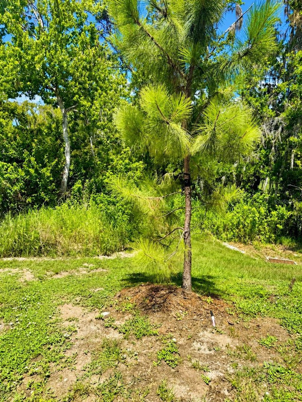 Photo of 6047 Acara Lane, Land O Lakes, FL 34638 (MLS # TB8517380)