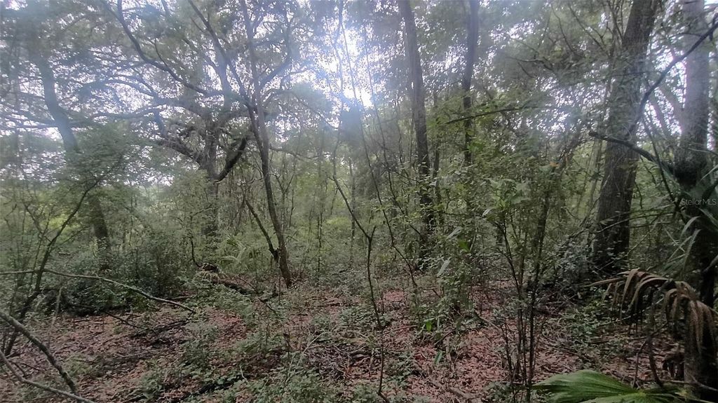 Photo of Tbd SE 106 Court, Belleview, FL 34420 (MLS # OM728491)