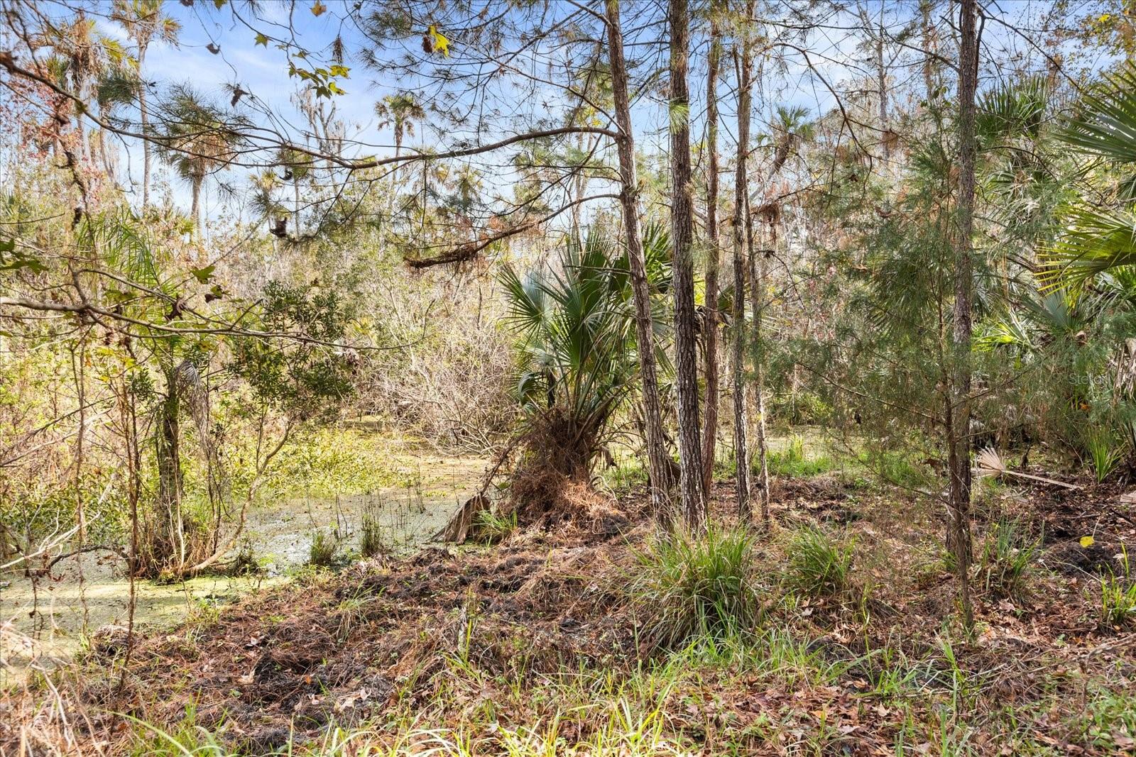 COCKRAN FOREST 5 ACRE DEV 21 PARCELS - Residential