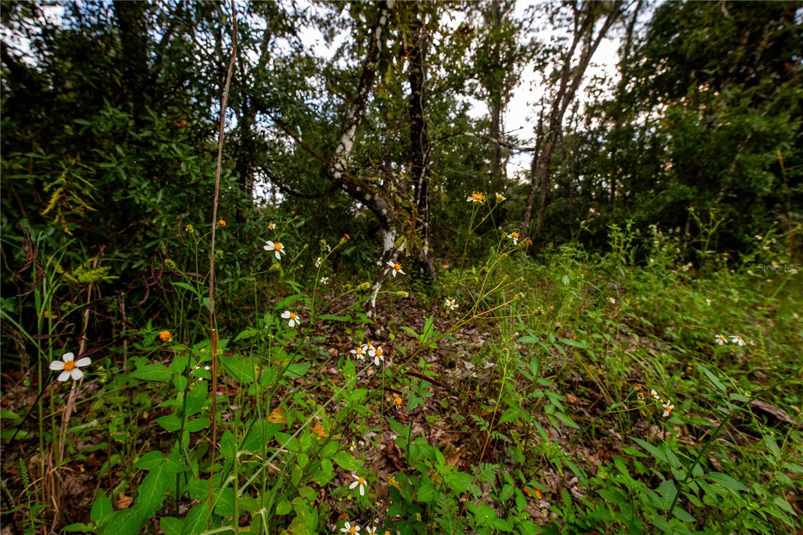 RIDGE MANOR ESTATE - Land