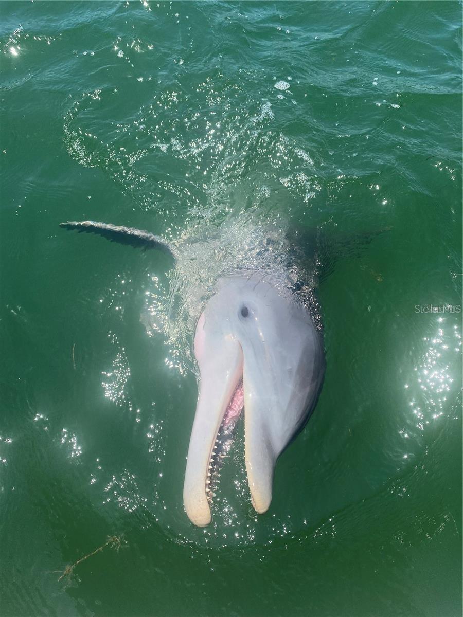WALK AT INDIAN ROCKS BEACH - Residential