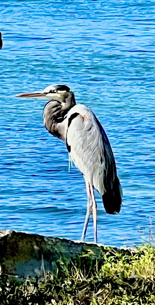 HARBOR LIGHTS MHP CO-OP - Residential