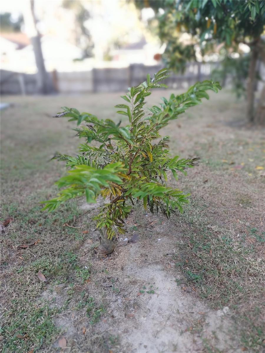 OXFORD MANOR - Residential