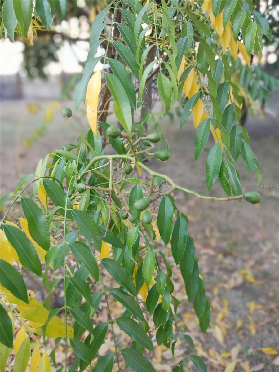OXFORD MANOR - Residential