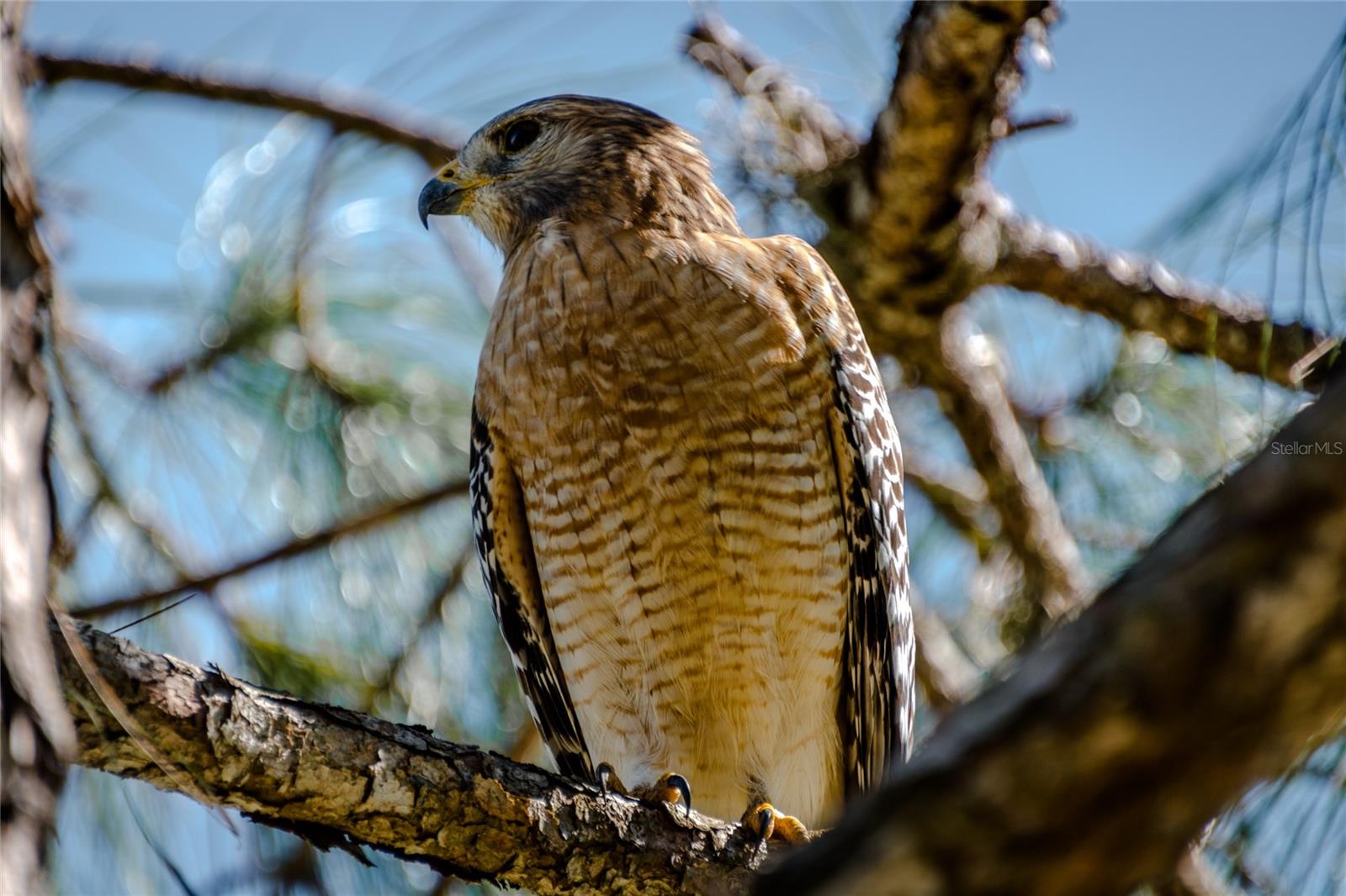 FOREST CREEK PH I & IIA - Residential