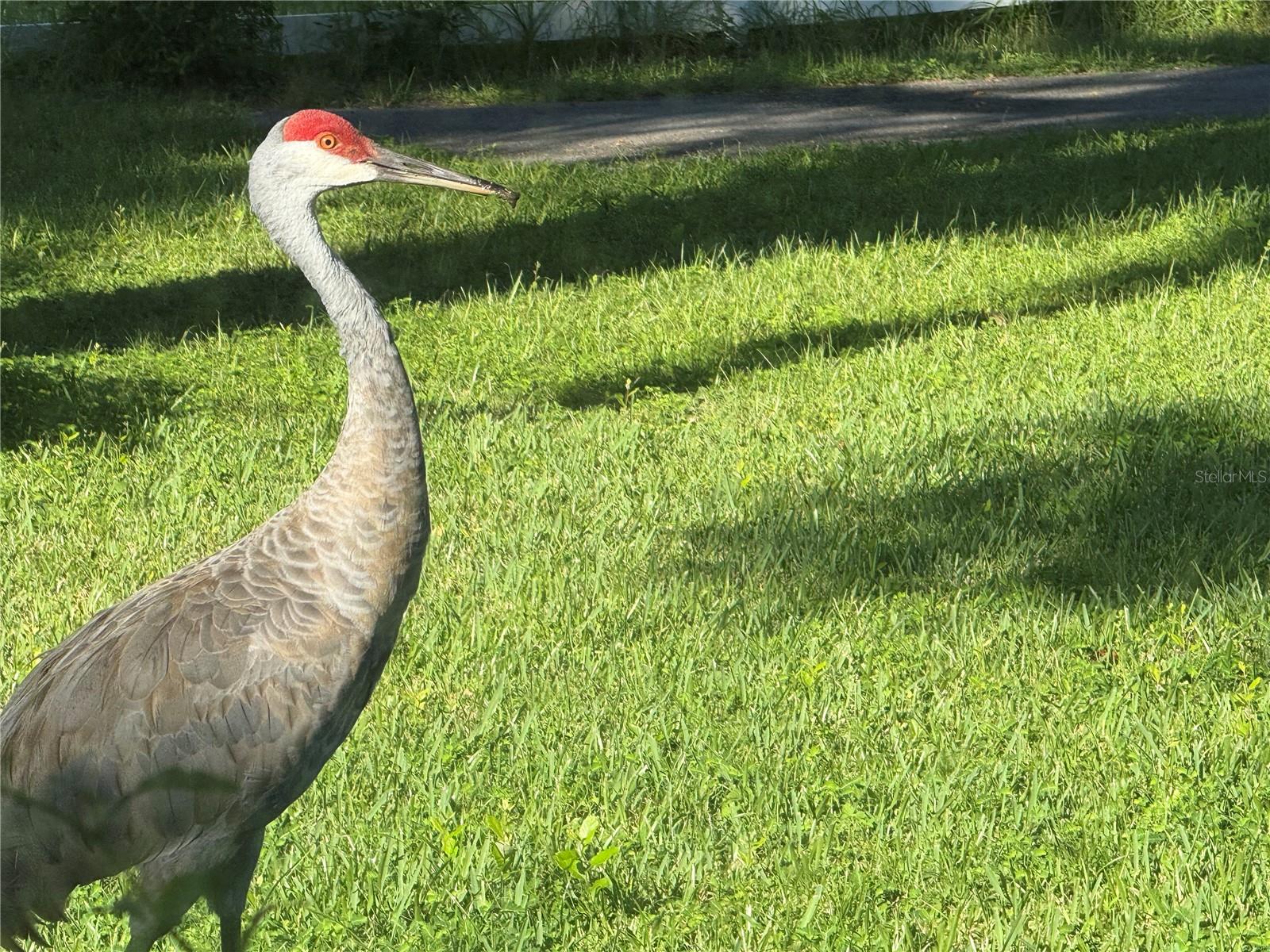 RODRIQUEZ GRANT - Residential