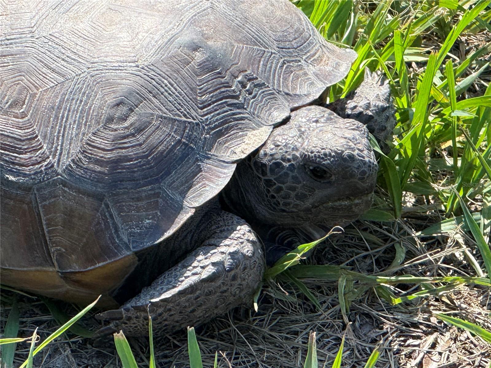 RODRIQUEZ GRANT - Residential