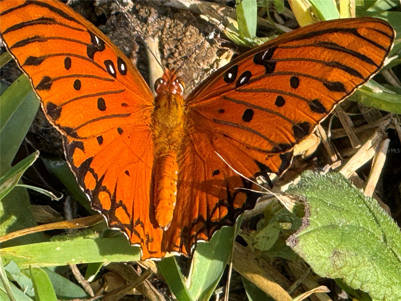 RODRIQUEZ GRANT - Residential