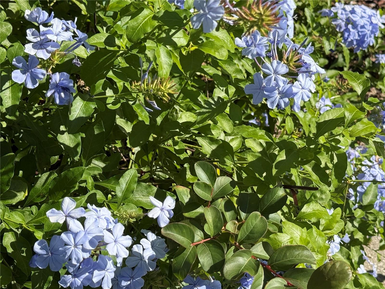 RODRIQUEZ GRANT - Residential