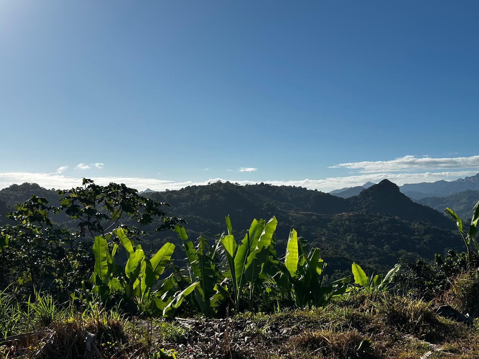 Unique Opportunity in Lares! 4.8-acre farm featuring a spectacular natural pool with a river waterfall.
This property includes around: 2,000 coffee, 50 plantain trees, 80 orange trees, 70 malanga plants, various fruit trees & A wooden structure (in need of repairs). Enjoy fresh mountain air, peace, and the beauty of nature. Perfect for an agricultural project, eco-tourism, or your own private paradise in Lares.