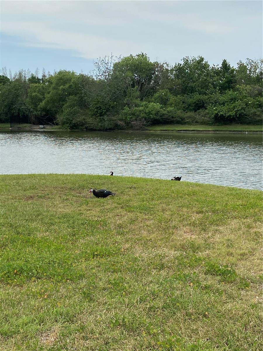 WEXFORD TWNHMS - Residential