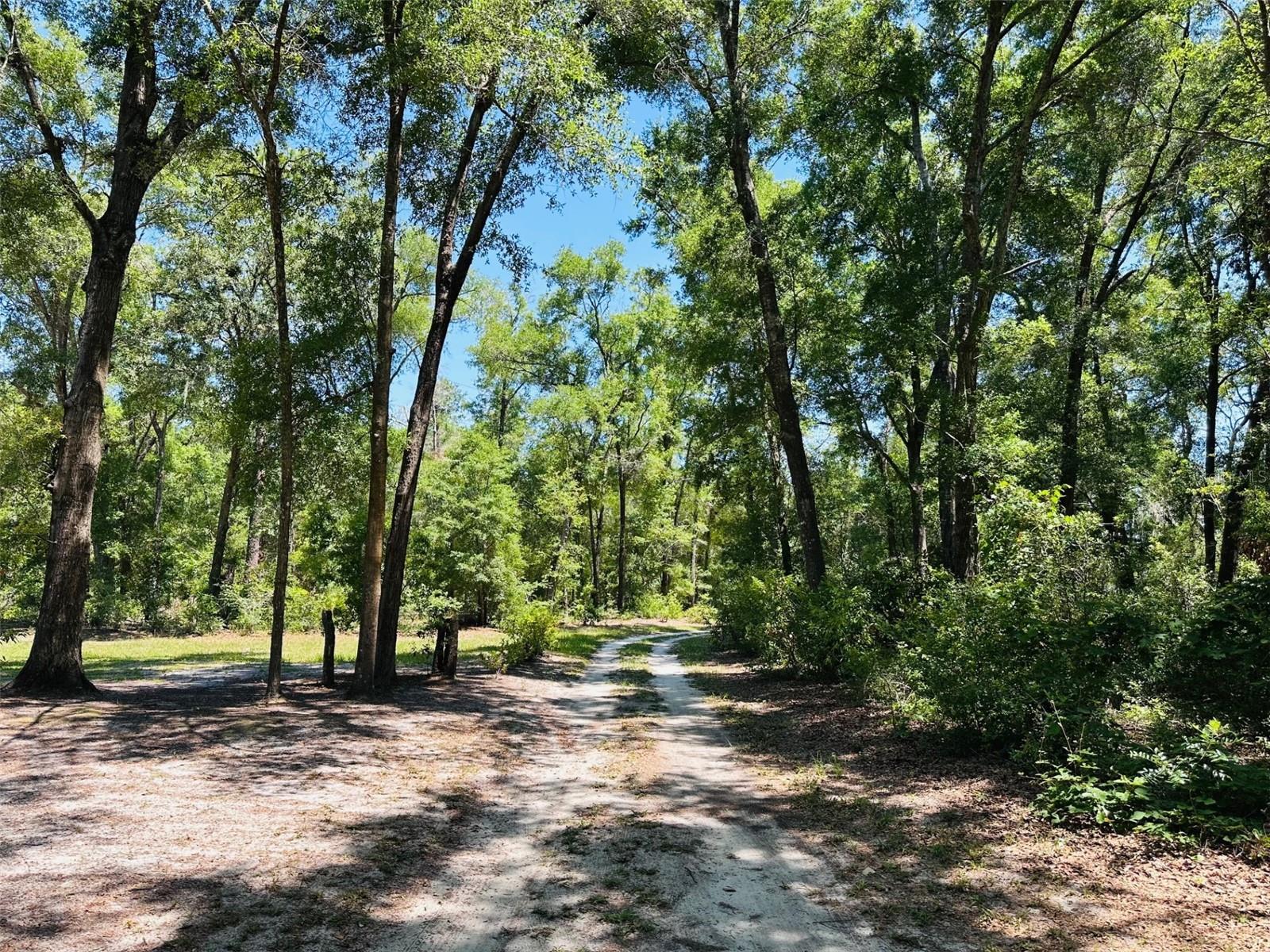 CEDAR PINES - Residential