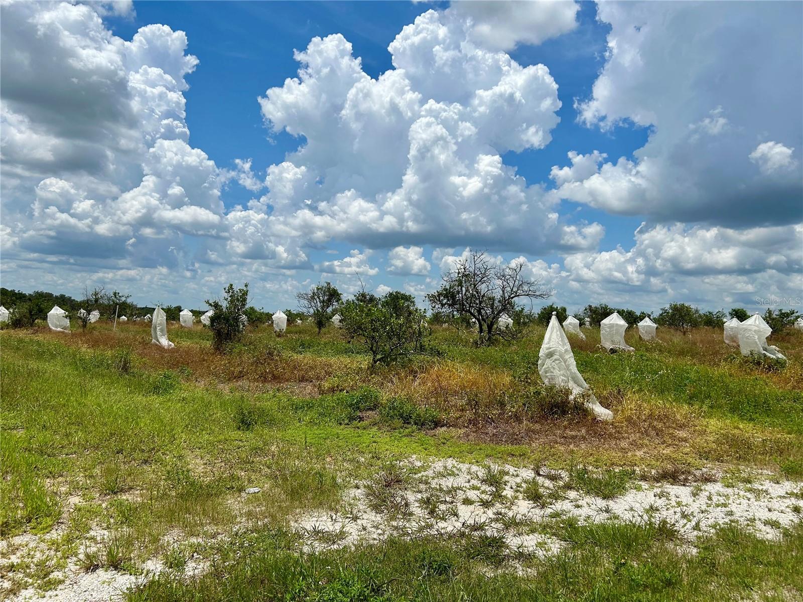 Two citrus groves being sold together; one is 32+- acres on the south side of E Oak Island Road and one is 25+- acres on the north side of the road, totaling approximately 57+- acres. Fruit varieties are Valencia and Hamlin oranges. An 8-inch diameter well with diesel power unit sits on the north property and waters both groves in two sections. The owner recently planted several Valencia reset trees.