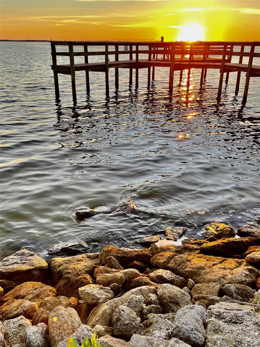 DELESPINE ON INDIAN RIVER - Residential