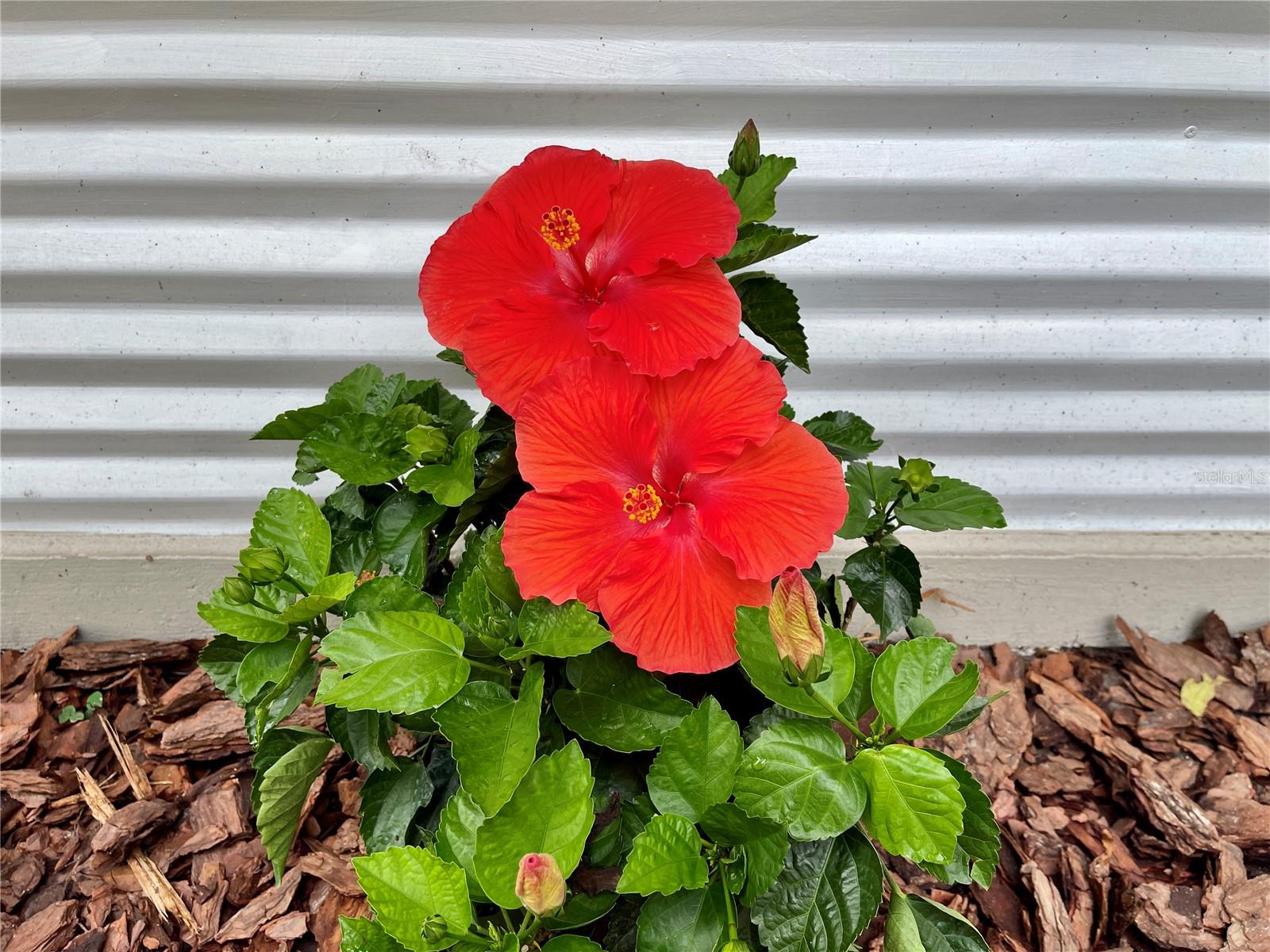 JERU PARK - Residential