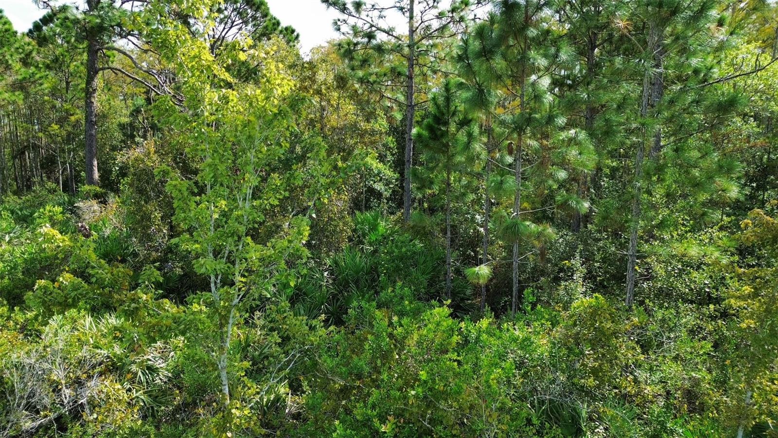 CAPE ORLANDO ESTATES - Land