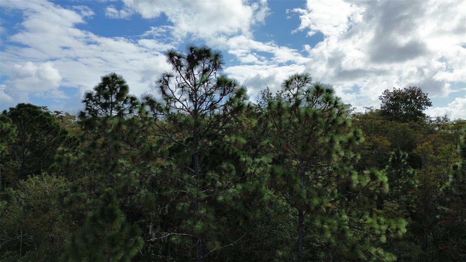 CAPE ORLANDO ESTATES - Land