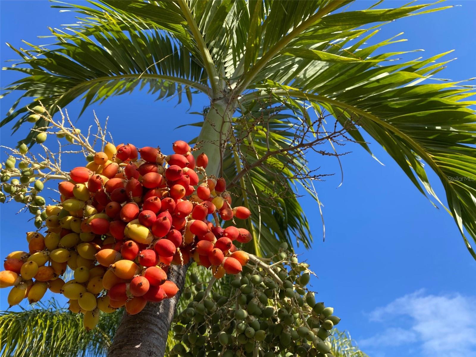 REGENCY PALMS CONDOS - Residential Lease