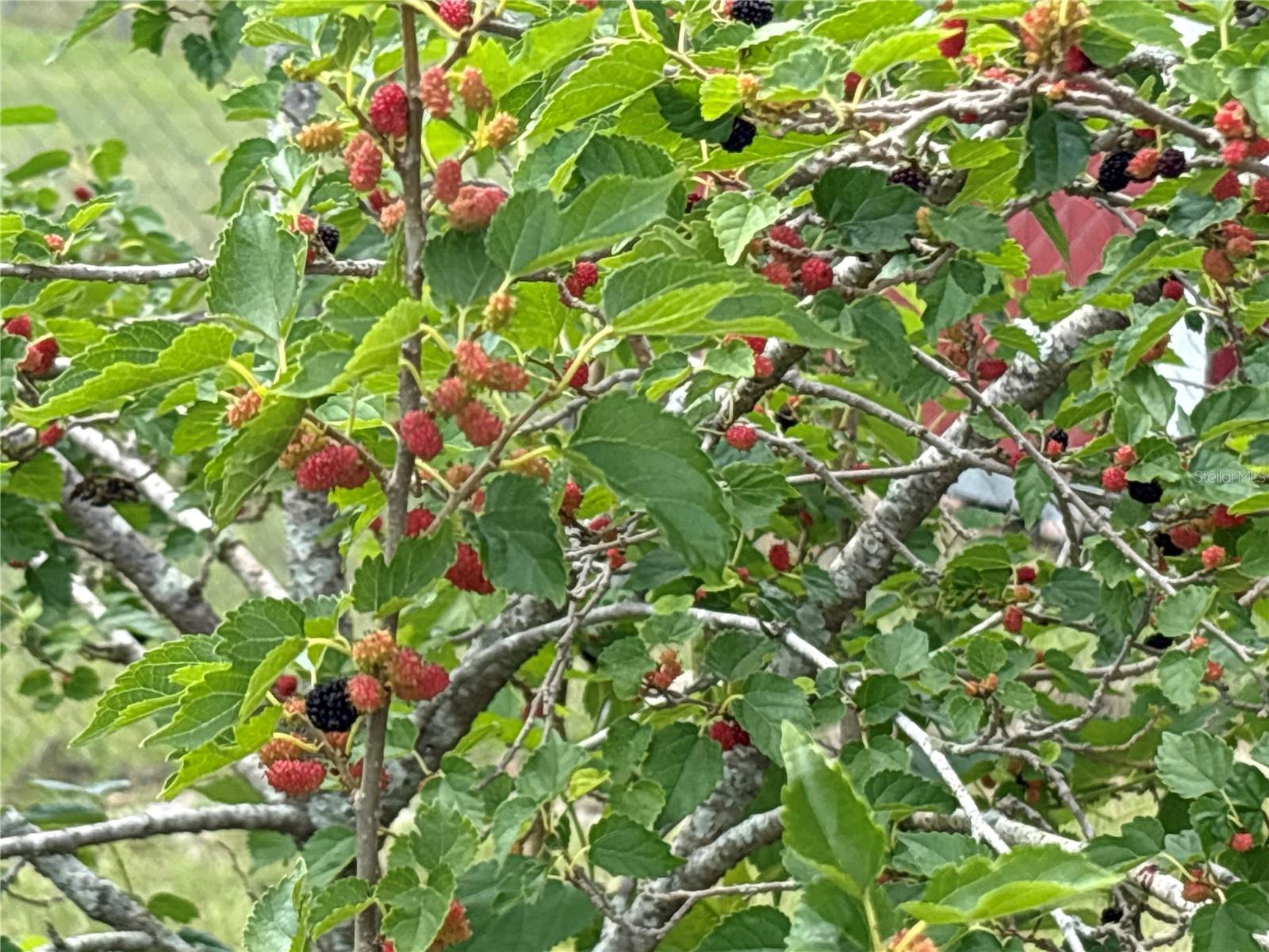 SINCLAIR PARK - Residential