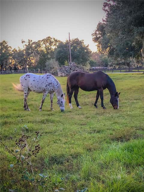 Tiny photo for 9897 NW 160 Avenue, Morriston, FL 32668 (MLS # OM727467)