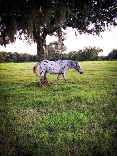 Tiny photo for 9897 NW 160 Avenue, Morriston, FL 32668 (MLS # OM727467)