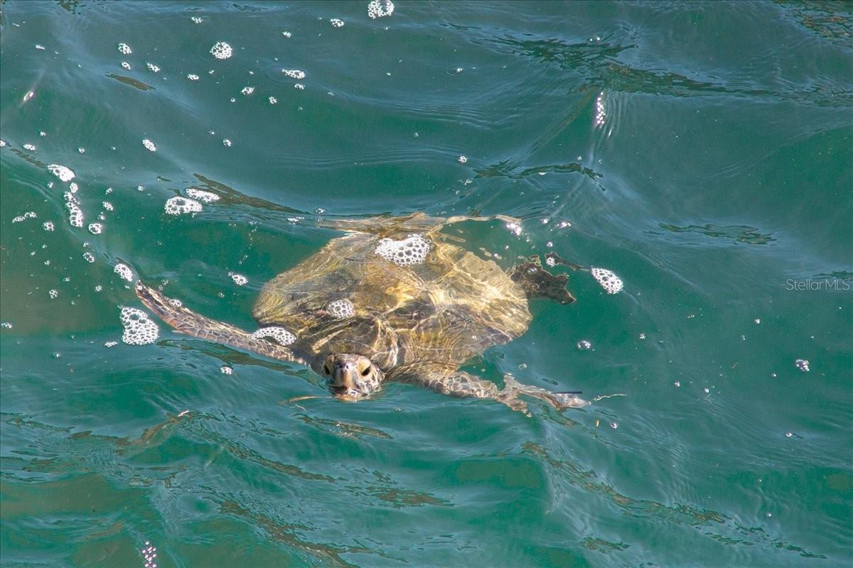 CRESCENT BEACH - Residential