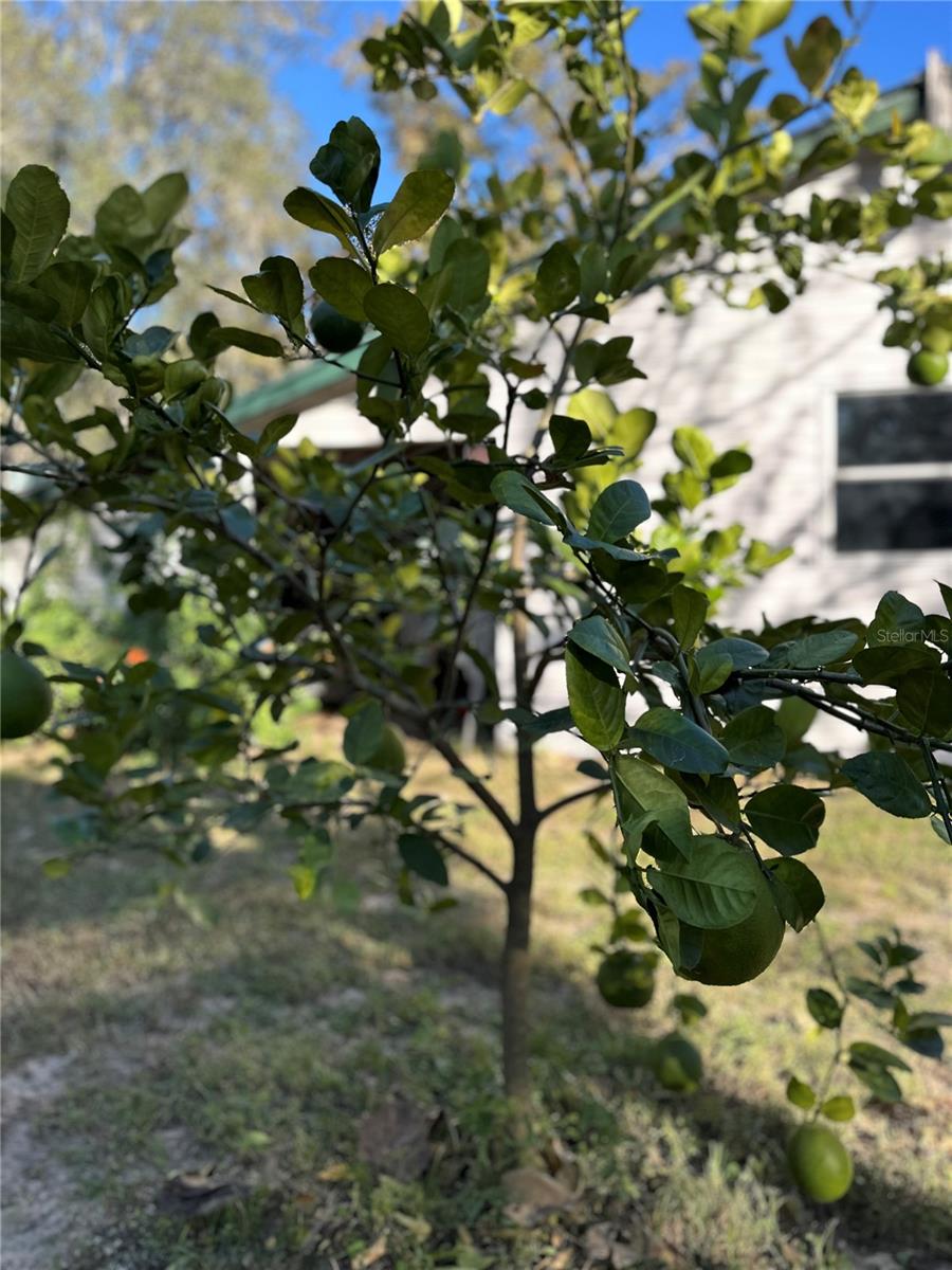 GREEN ACRES CARDINAL STREET AREA - Residential