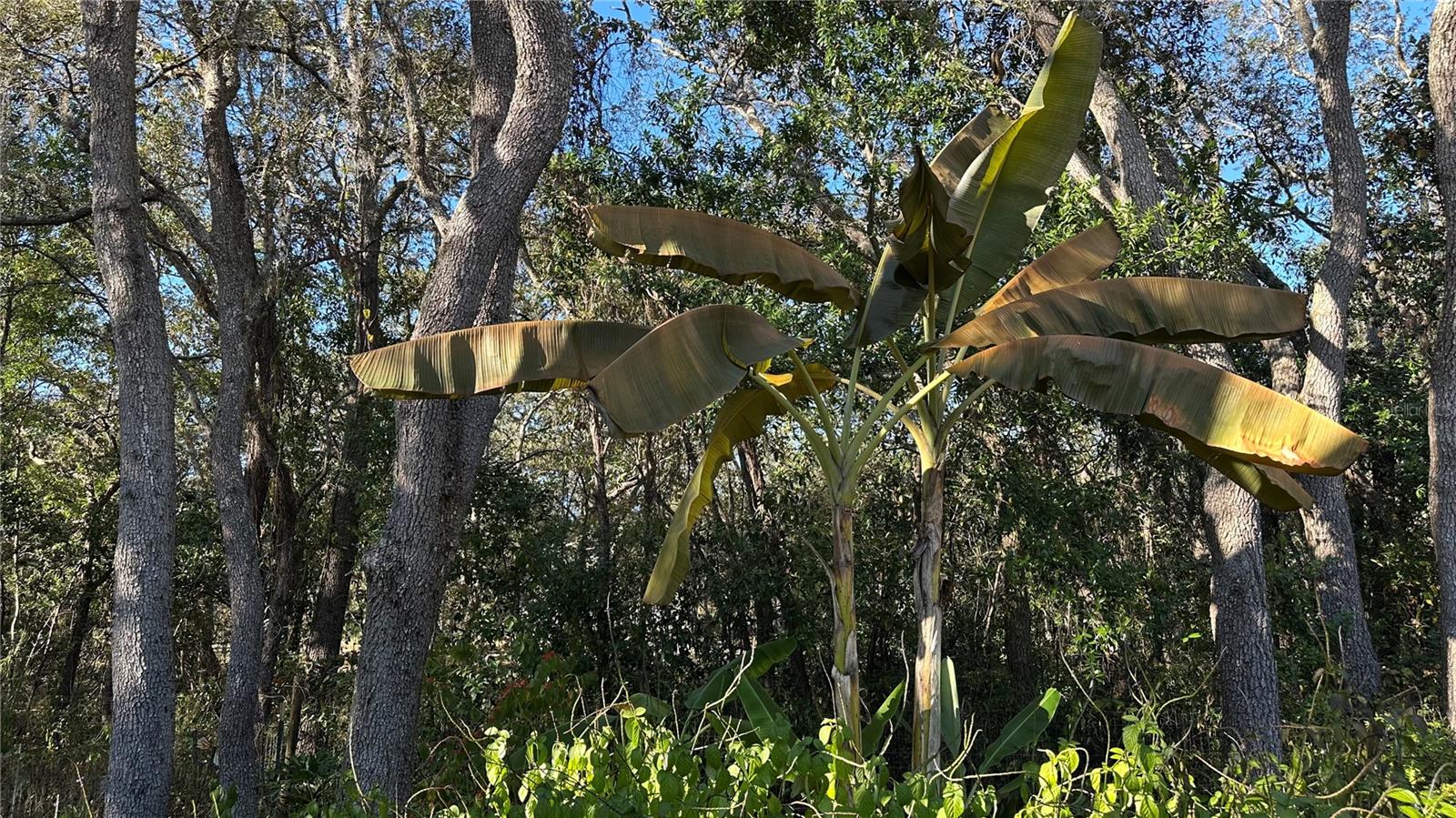 GREEN ACRES CARDINAL STREET AREA - Residential