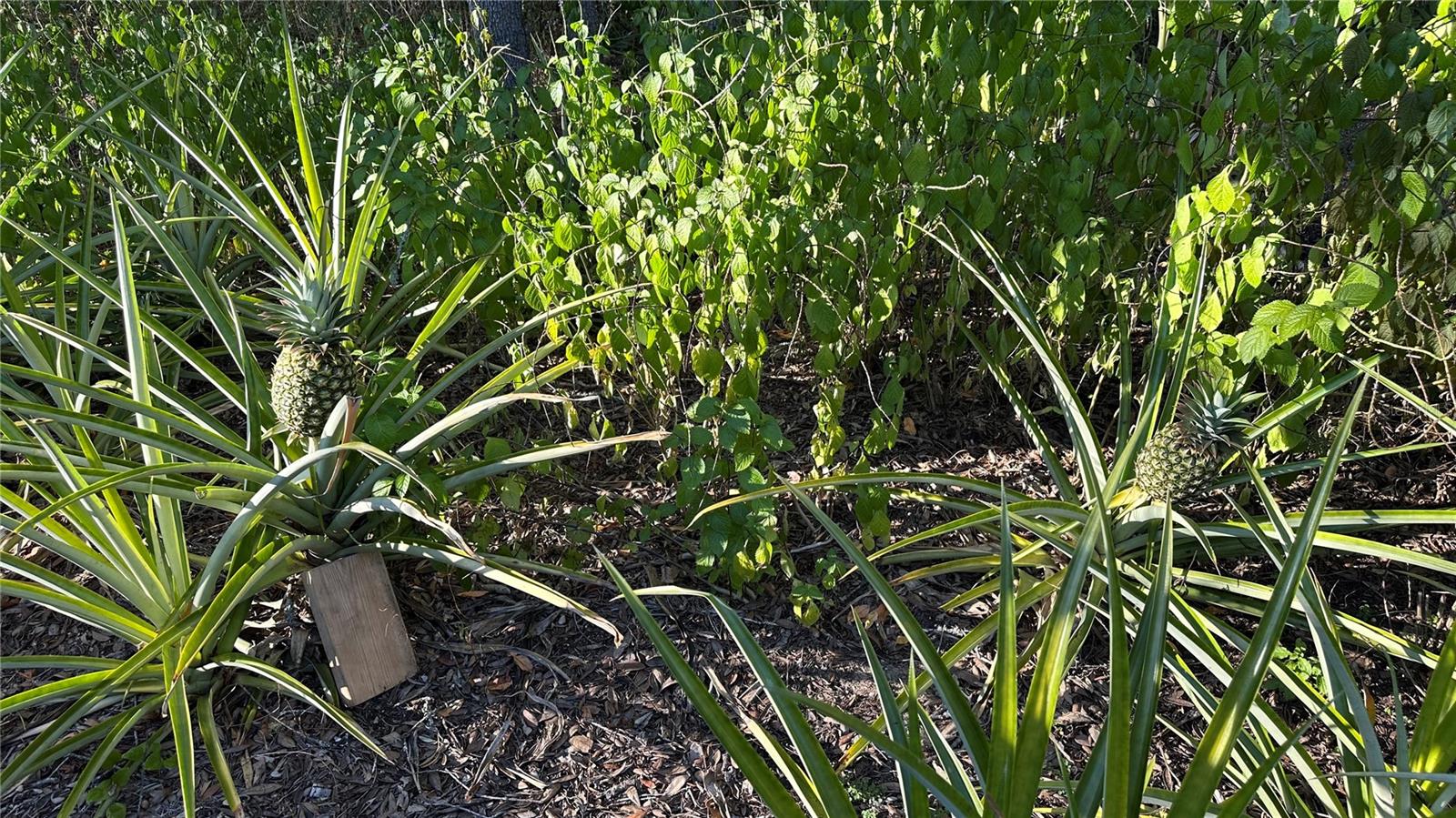 GREEN ACRES CARDINAL STREET AREA - Residential