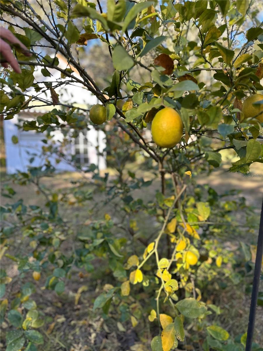 GREEN ACRES CARDINAL STREET AREA - Residential