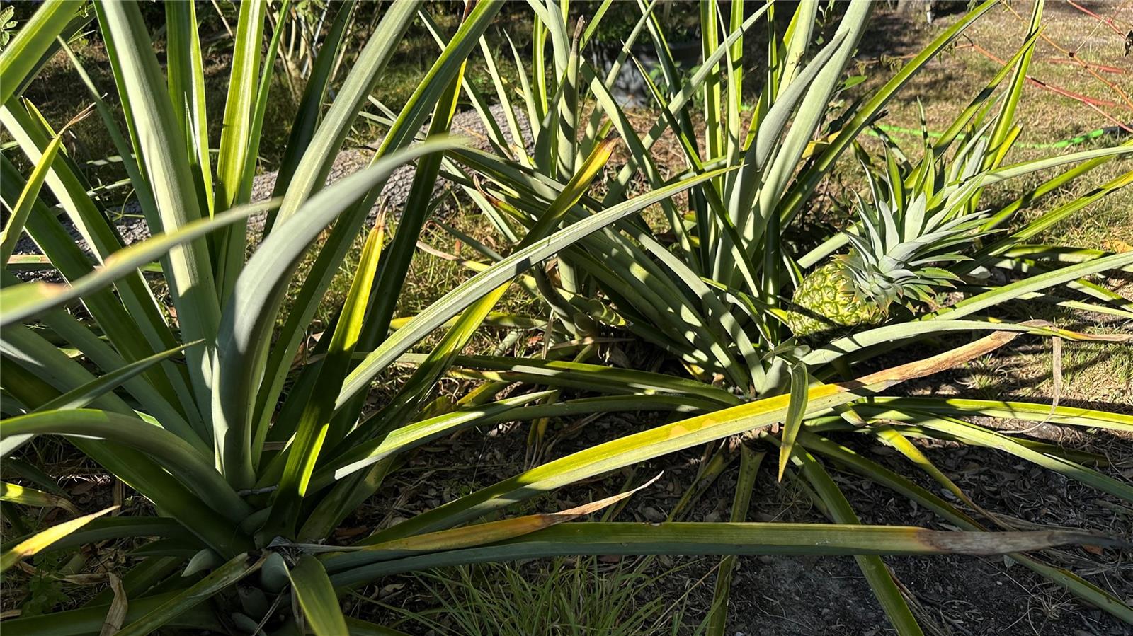 GREEN ACRES CARDINAL STREET AREA - Residential